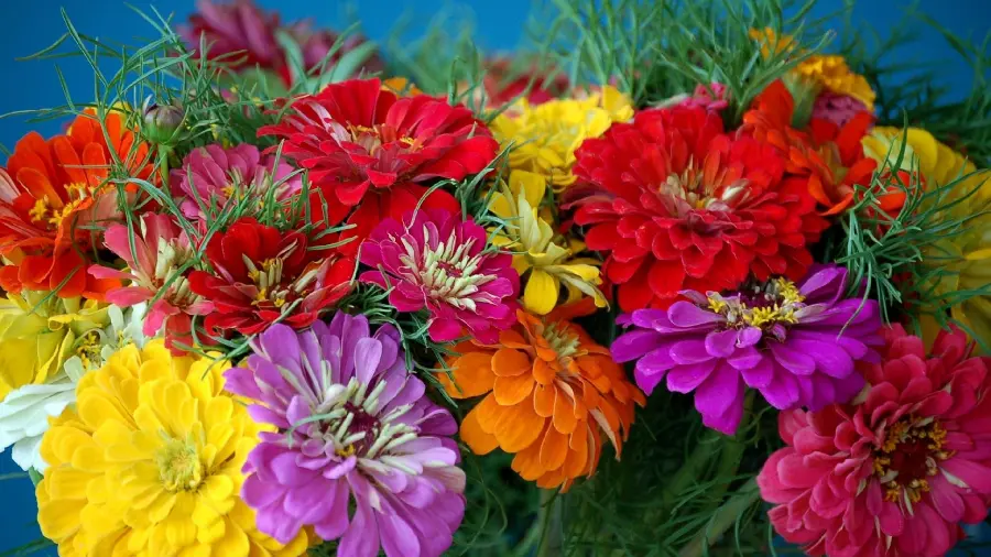 Amazing wallpaper of various and colorful flowers in high quality