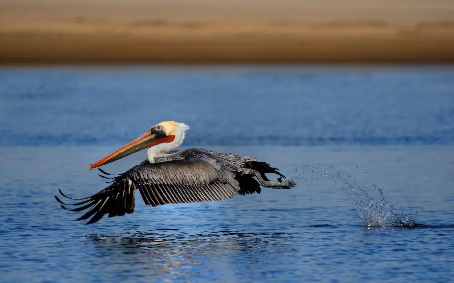 Download the hottest photo of a gray pelican flying just out of the water