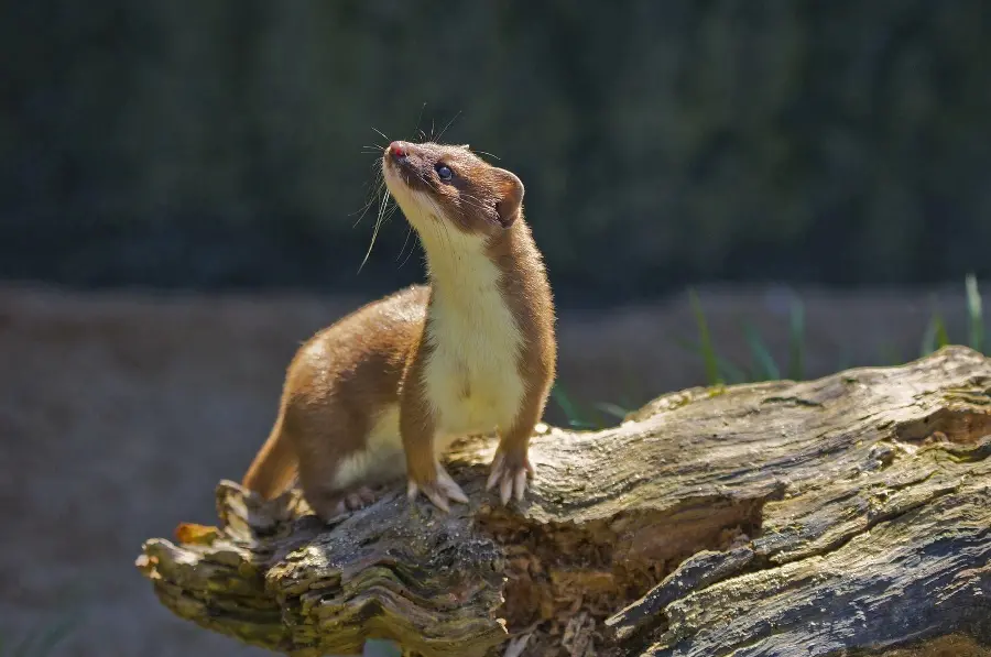 High quality image of a pale brown weasel and a worm watching on a special piece of rock