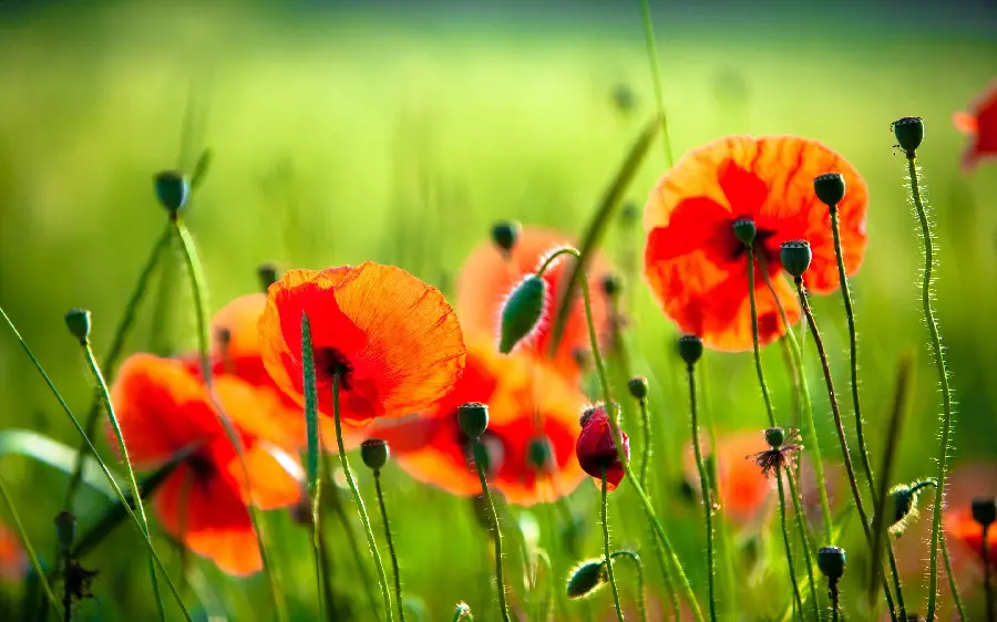High quality scenic stock image of wild red poppies