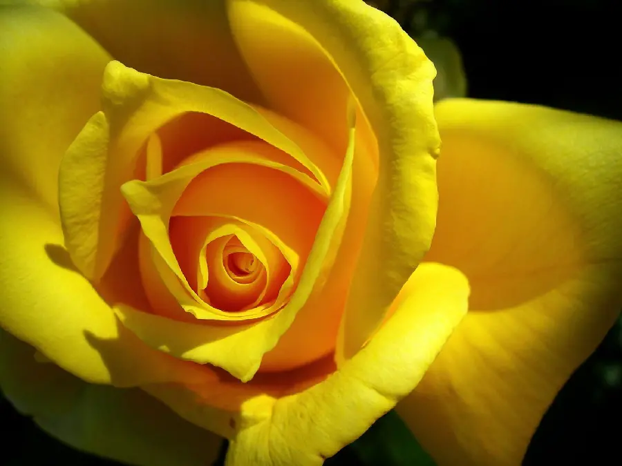 Download an admirable artistic photo of a yellow rose for your profile 