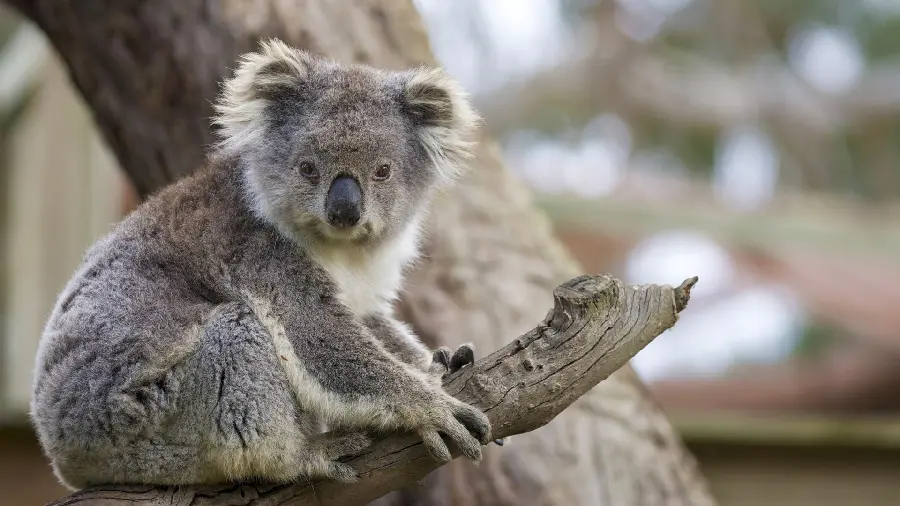 Cute wallpaper of a koala looking into the distance in HD quality suitable for phones