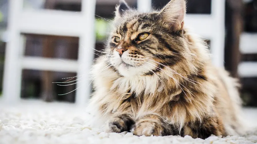 The most downloaded cool and attractive cat wallpaper for your computer