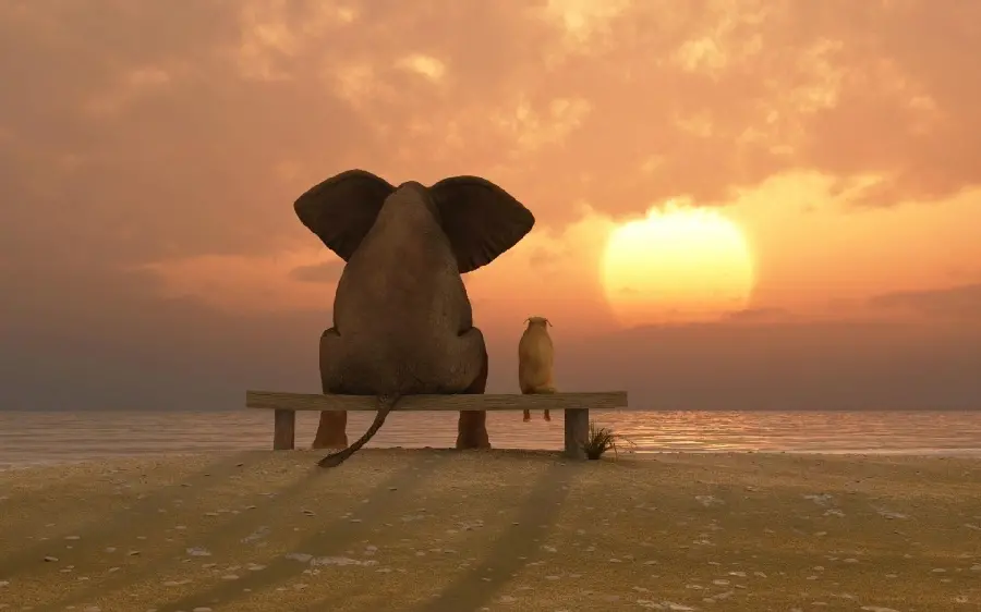 A cute friendship of an elephant and a dog at sunset on the sea, suitable for Telegram and WhatsApp profiles