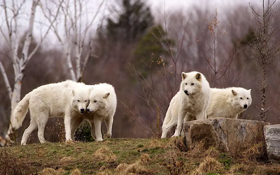 A pack of white and ferocious wolves in an 8K frame for your profile