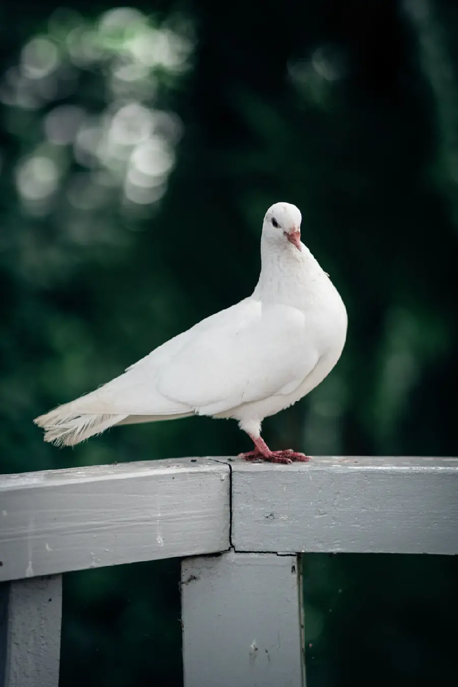 High Quality Spectacular Poster of White Dove Sitting on Wooden Fence
