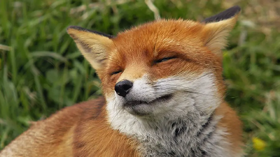 A remarkable and strange photo of a fox with closed eyes