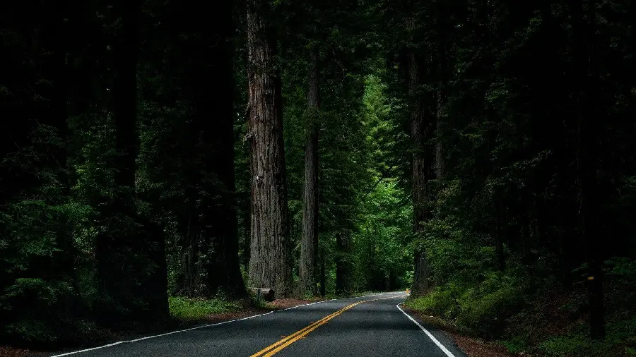 Unique photo of a forest road with a dark and mysterious theme 