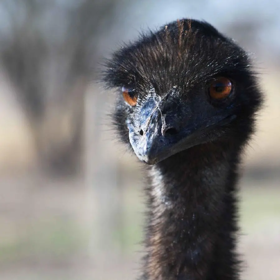 Black ostrich with brown eyes wallpaper