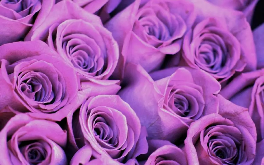 Dreamy image of a rectangular box of purple roses in high quality