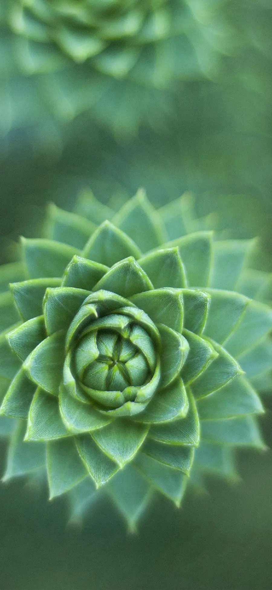 Close-up Photo of Green Plant for Apple Phone Background