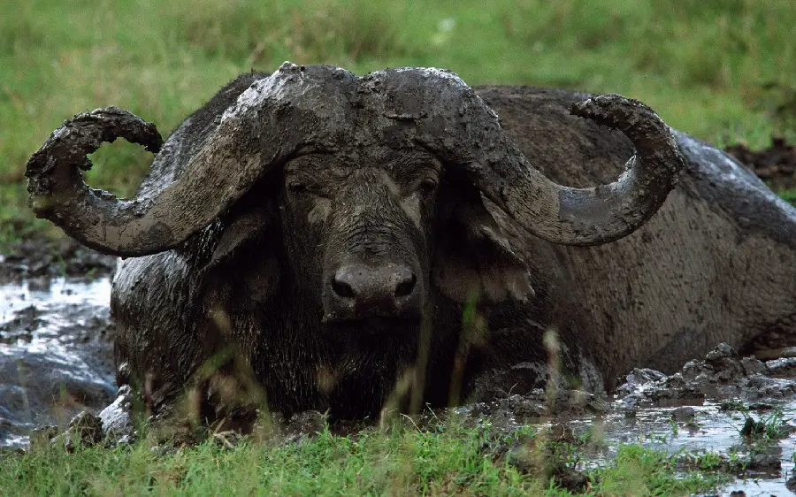 Photo of buffalo A flower when crossing a pond