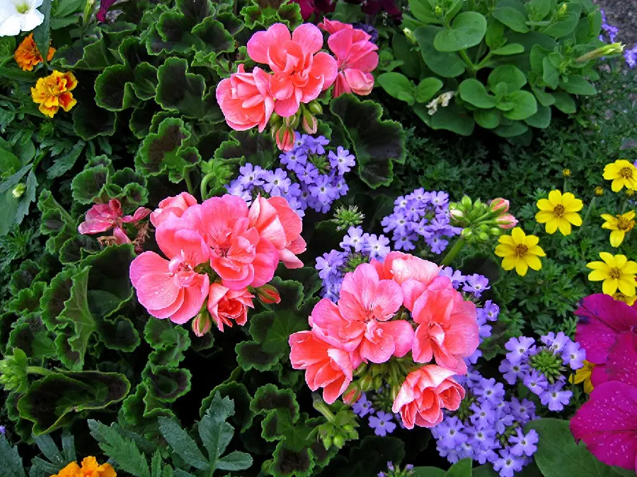 A photo of colorful and vibrant flowers, with begonias