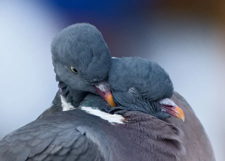 A romantic image of two cute doves in an embrace suitable for the phone