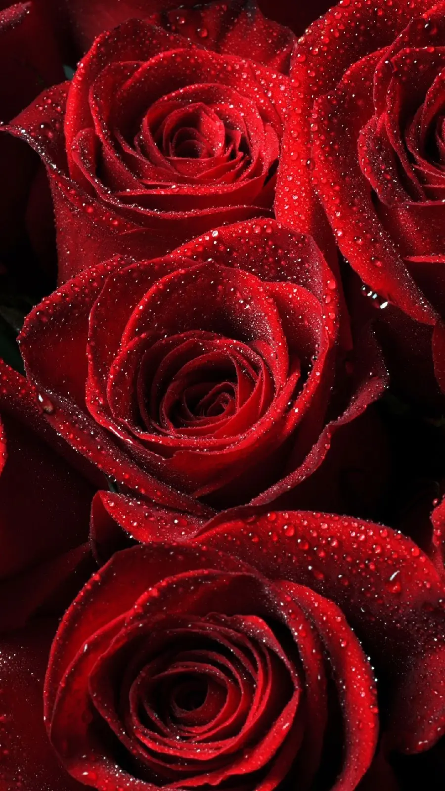 Download red rose photo for wallpaper