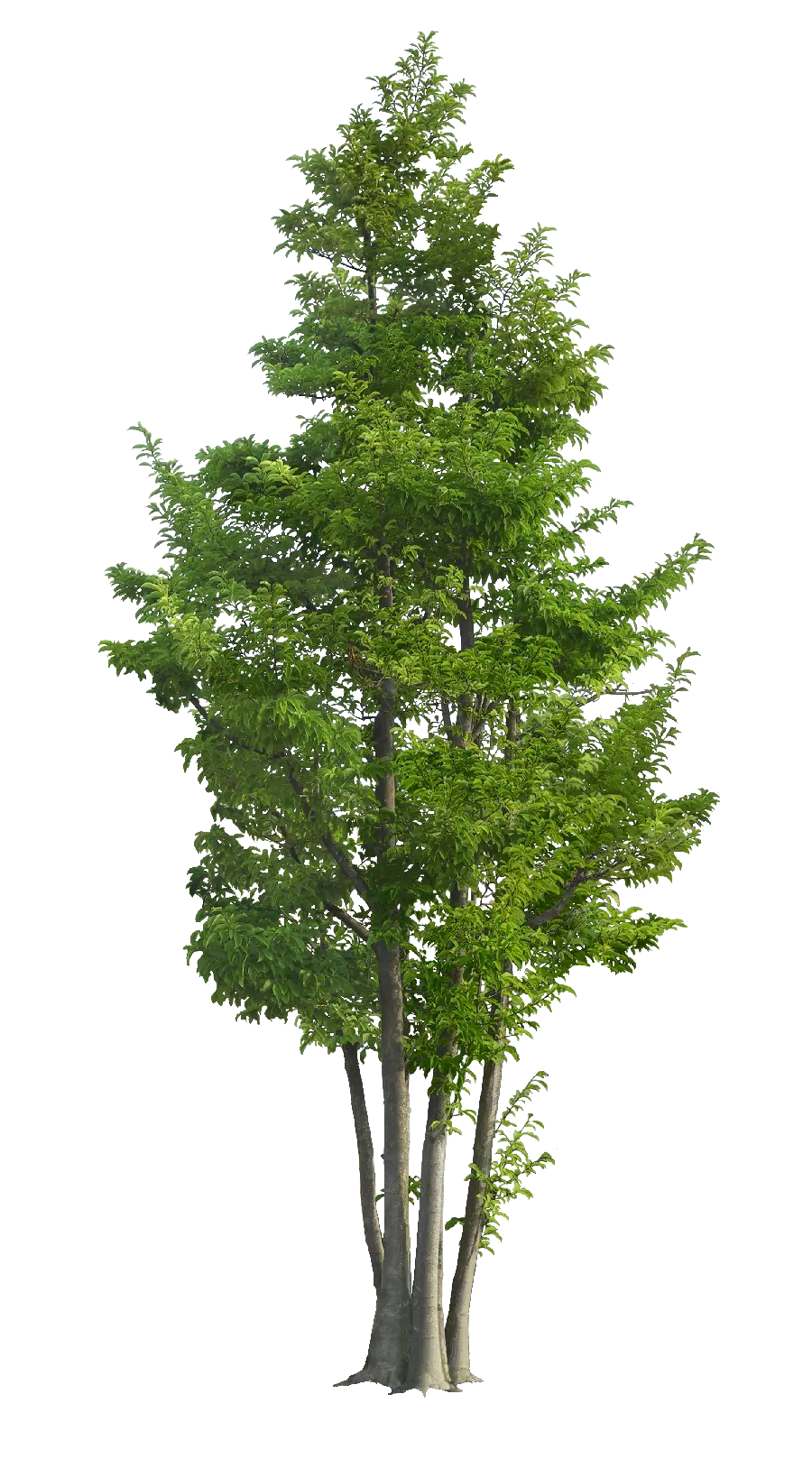 Beautiful Cypress Tree in a Masterpiece Frame in Free PNG Format