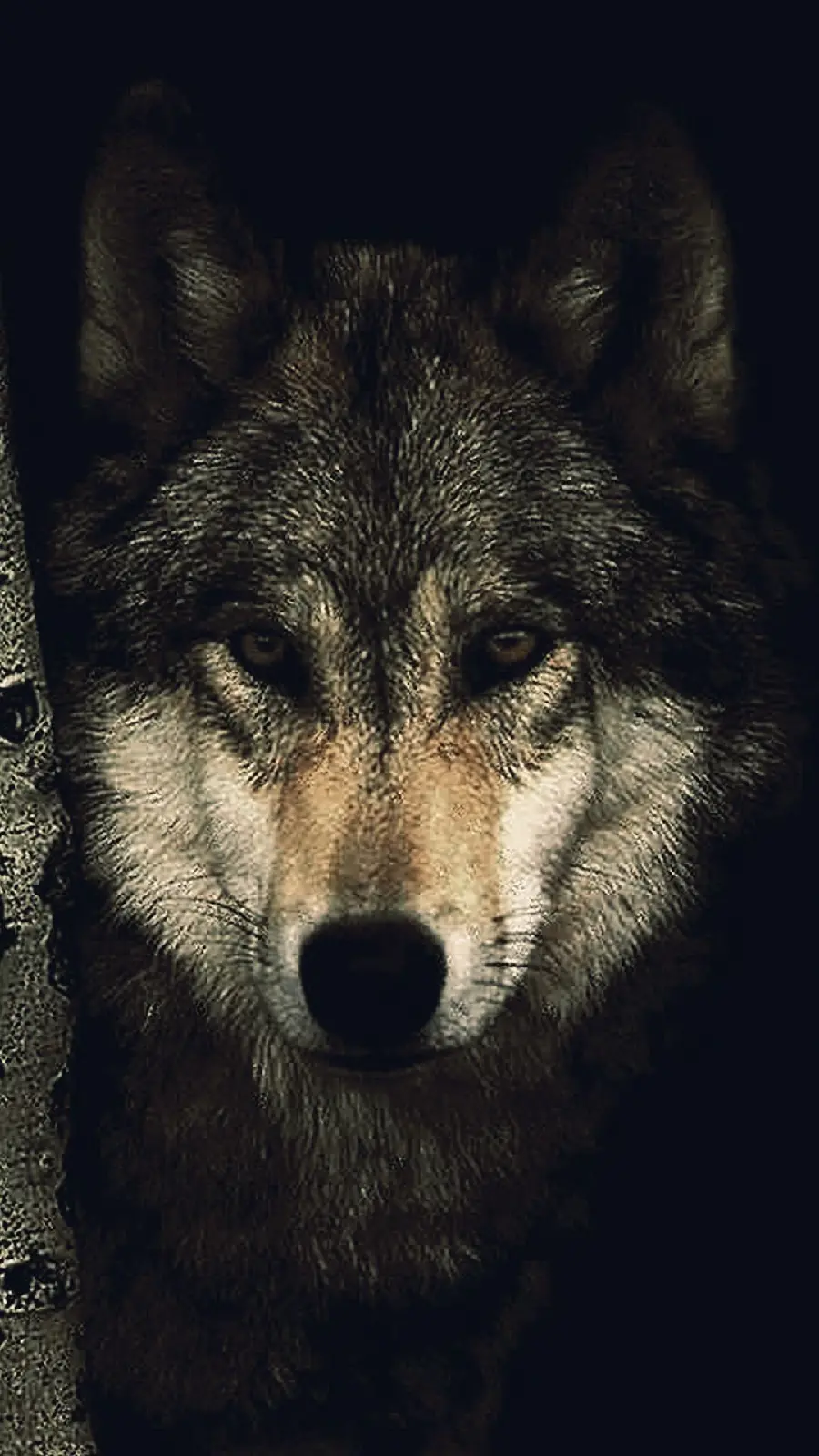 New wolf background with piercing and wild eyes for iPhone 