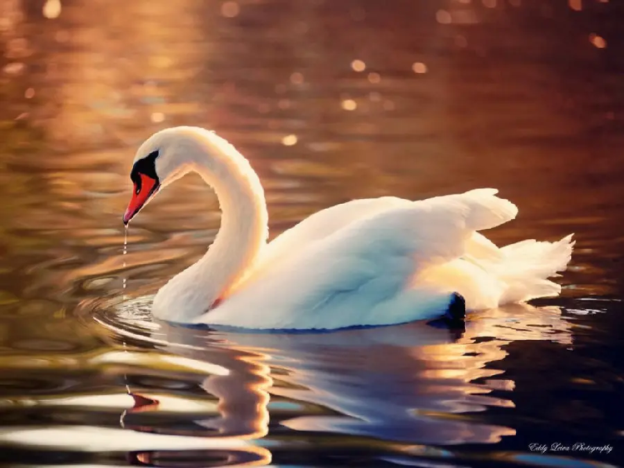 New photo of white swan bird in pleasant sea waves for Instagram post and story 