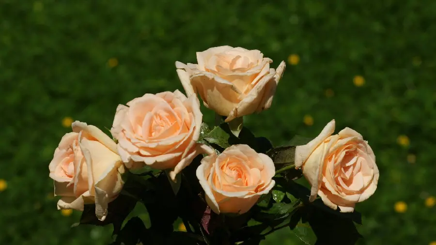 New Wallpaper of Beautiful and Impressive Peach Roses
