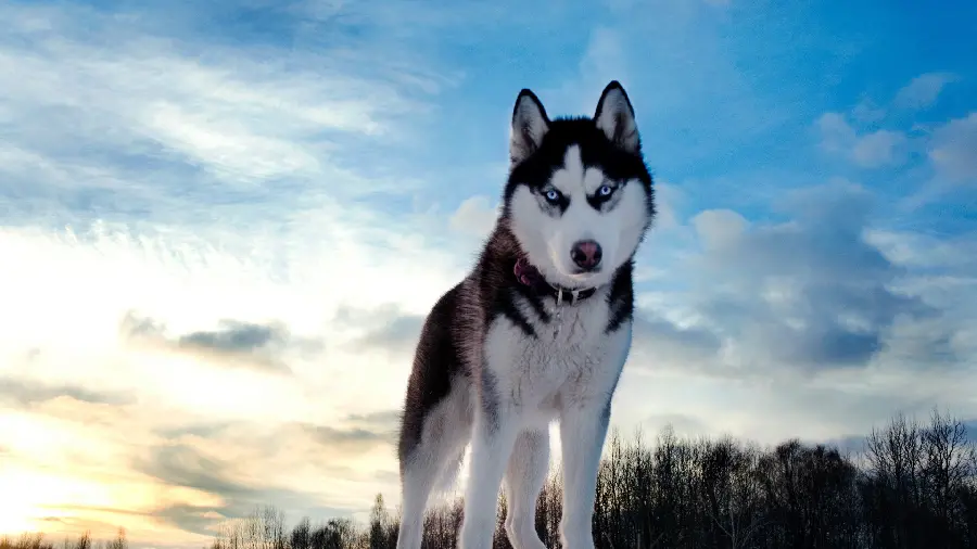 Masterpiece stock photo of a husky dog ​​with an angry look