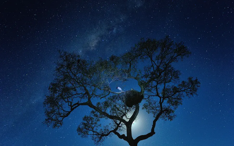 Best Tree Wallpaper Under the Starry Night Sky 2022