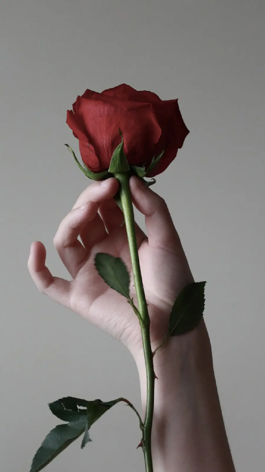 Beautiful HD wallpaper of red rose in hand