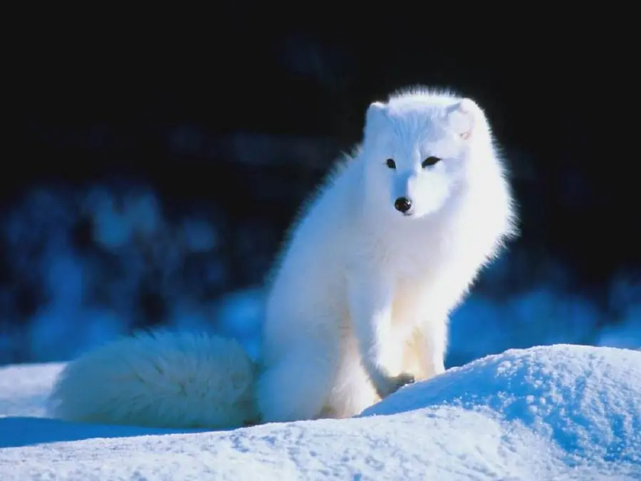 High quality wallpaper of a white arctic fox sitting in the snow