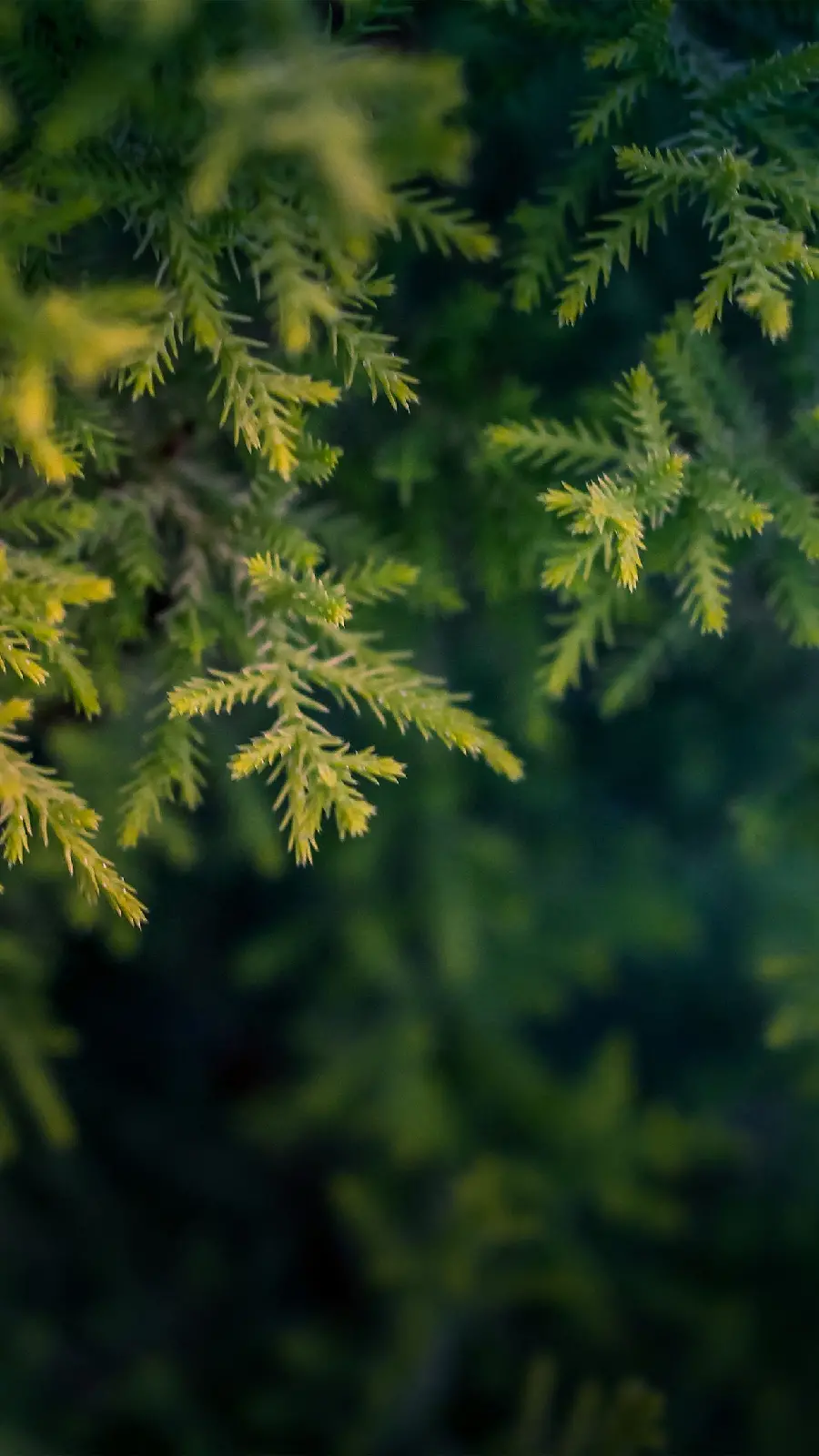 Download beautiful green nature vertical photo for story 