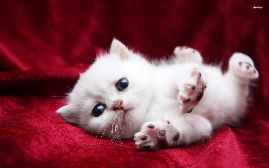 New Stock Photo of Cute and Lovely Kitten HD