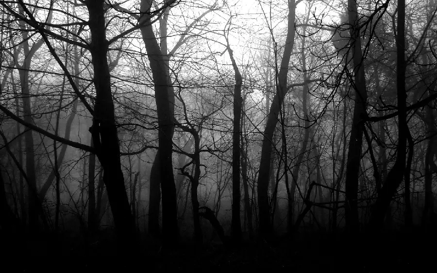 Download a magical and dark photo in black and white from the scary forest in Full HD quality 