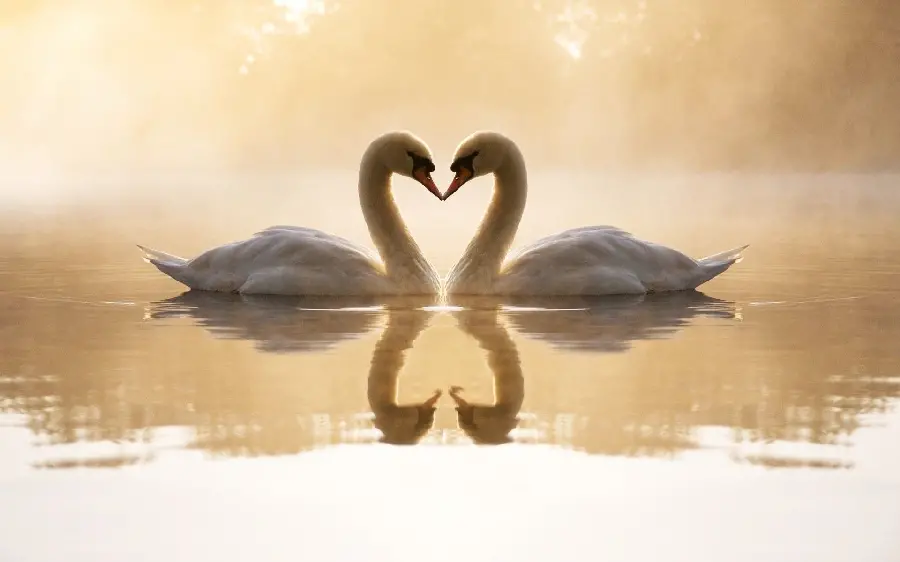 Romantic and pure image of attractive white swans in 8k quality for profile