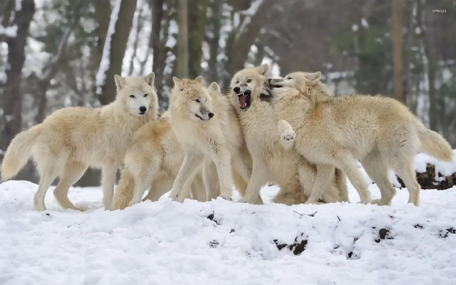 Unique 4K wallpaper of a pack of white wolves in winter