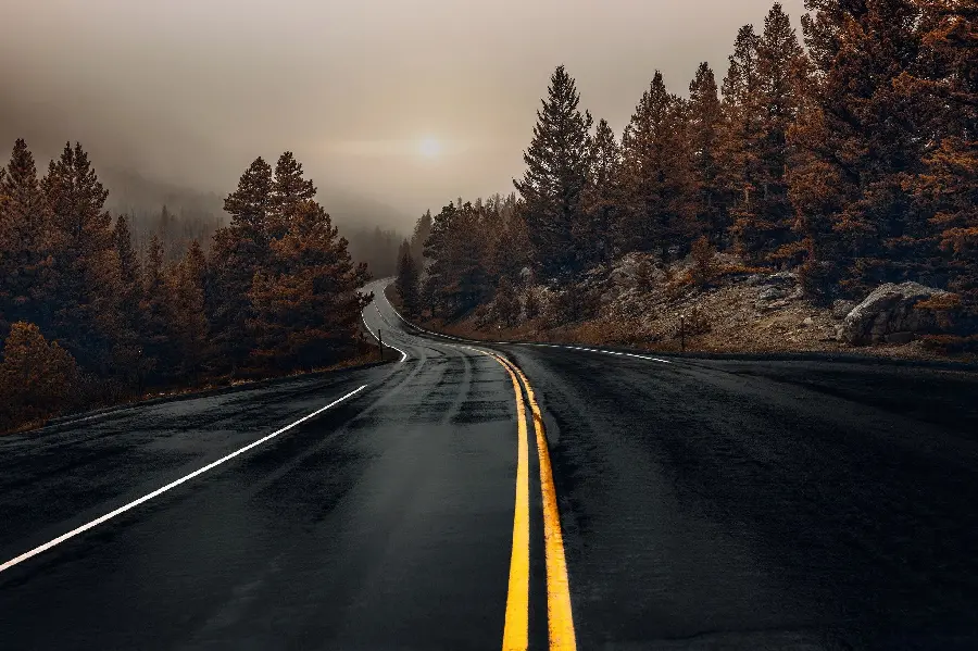 Pure Forest Road Wallpaper with Pine Trees for Windows 10