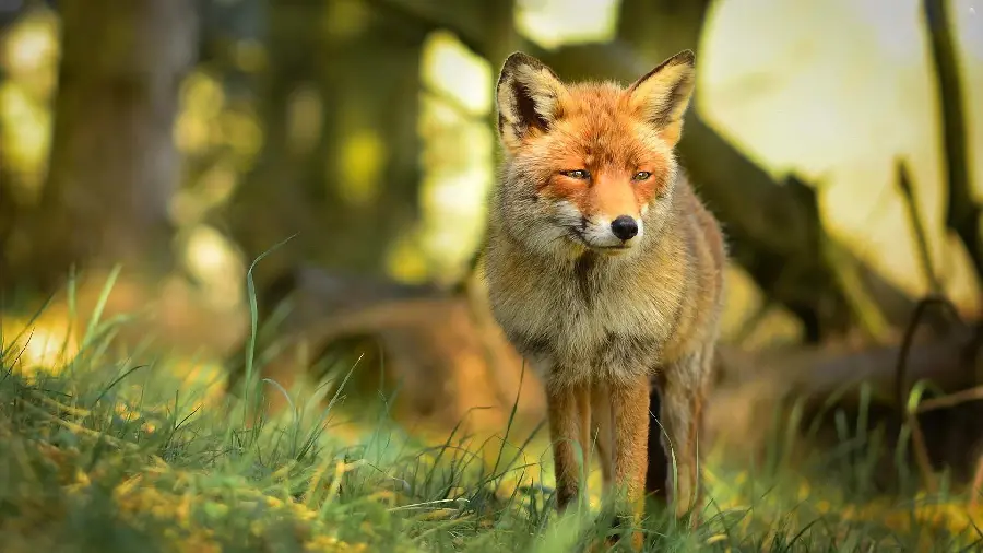 Download Stock Photo of a Fox Just Waking Up in the Forest