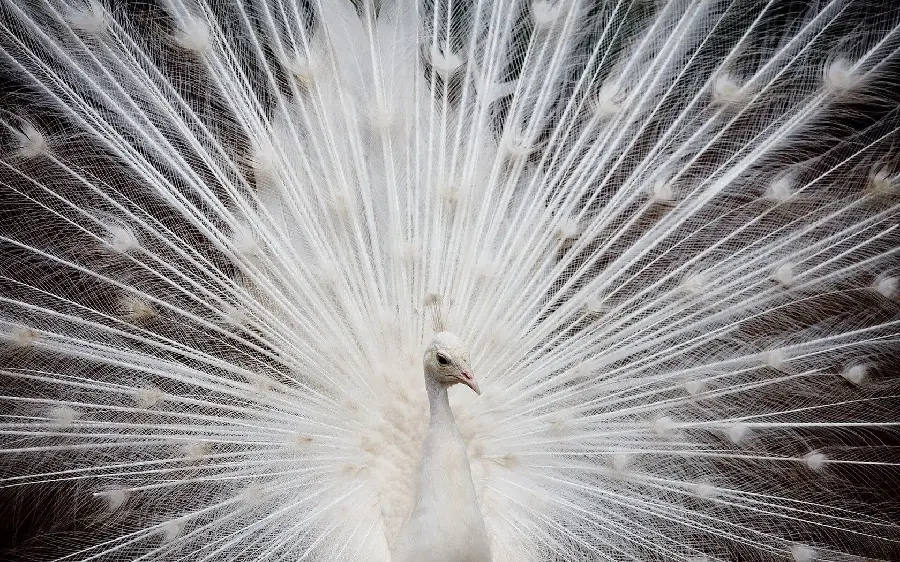 Download Background Filled with White Peacock Feathers