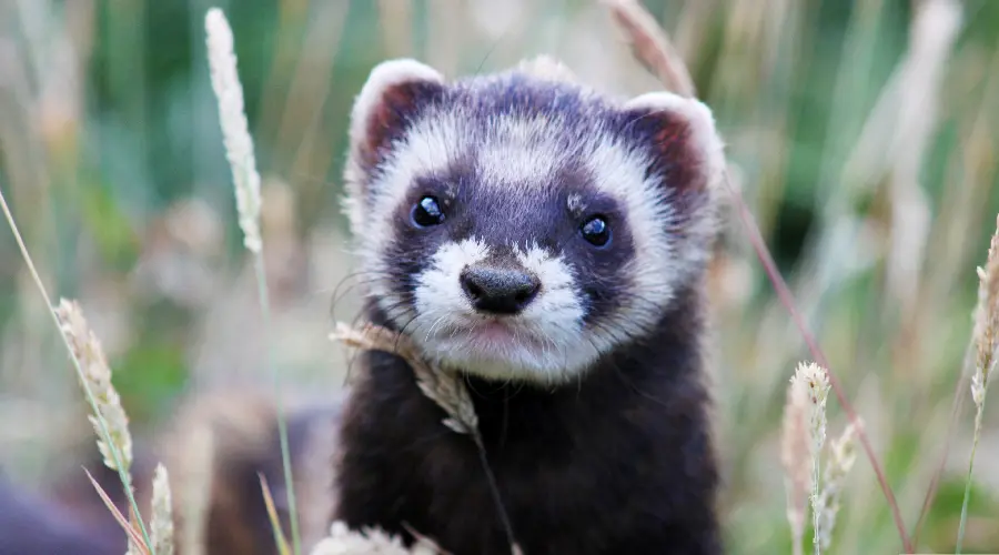 HD quality vector of a furious bloodthirsty weasel in the meadow