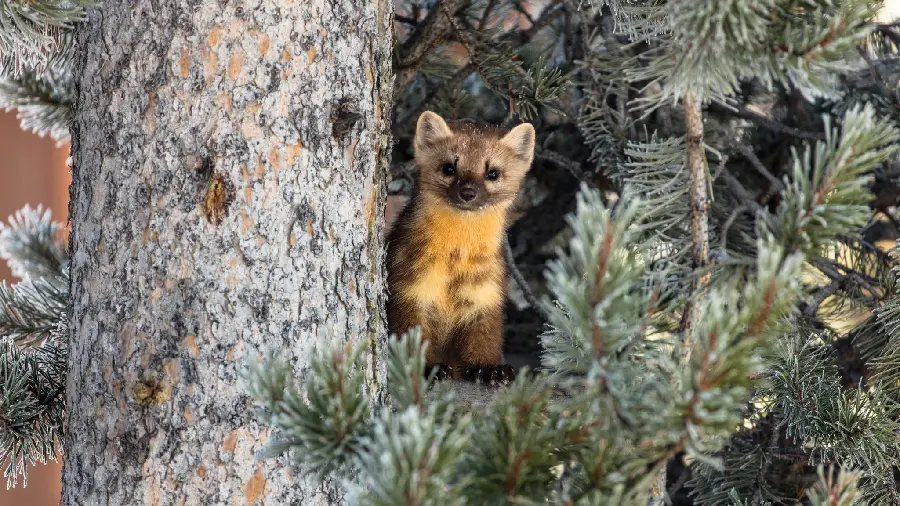 Download Natural Background of a startled weasel among the dense forest trees