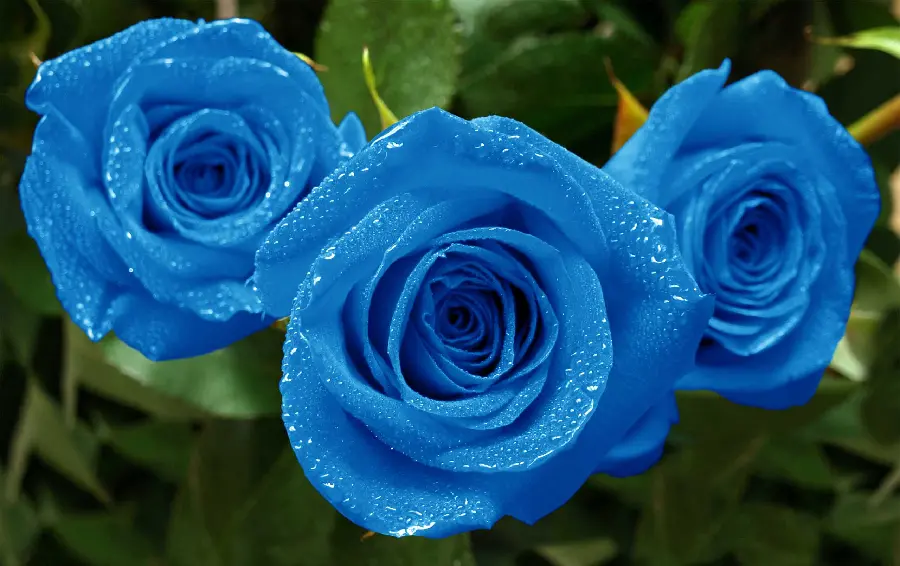 Interesting wallpaper of a blue rose with beautiful details