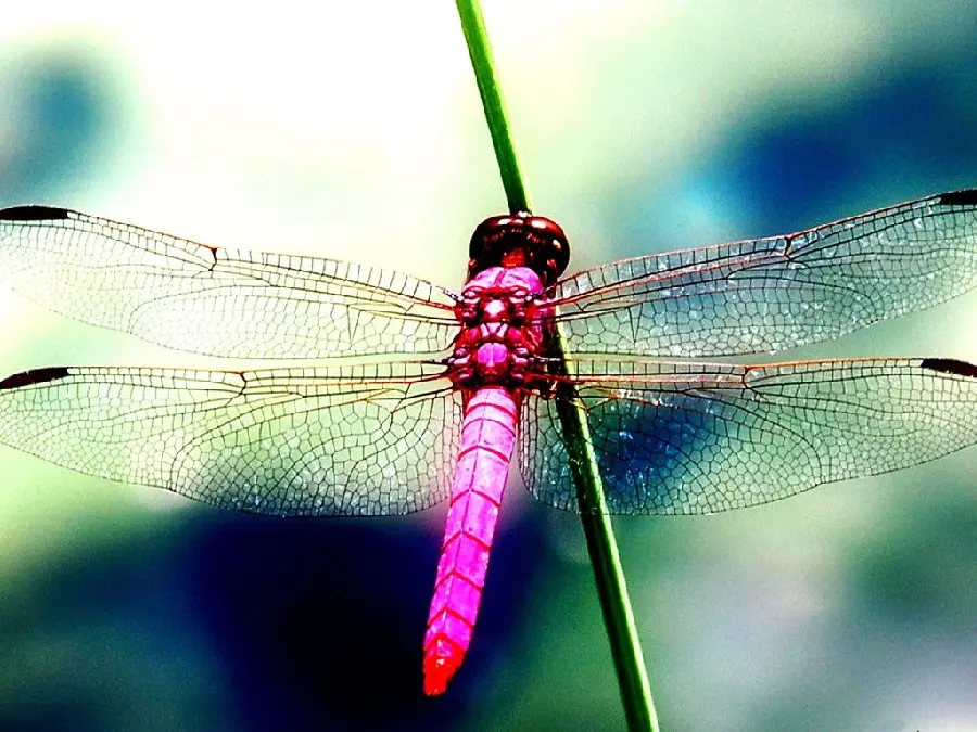 Pink dragonfly insect photo