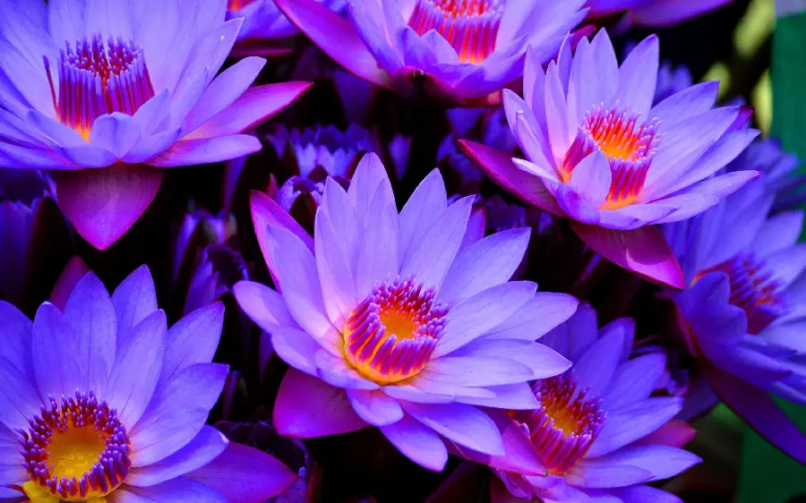 Wild purple lotus flowers for profile picture