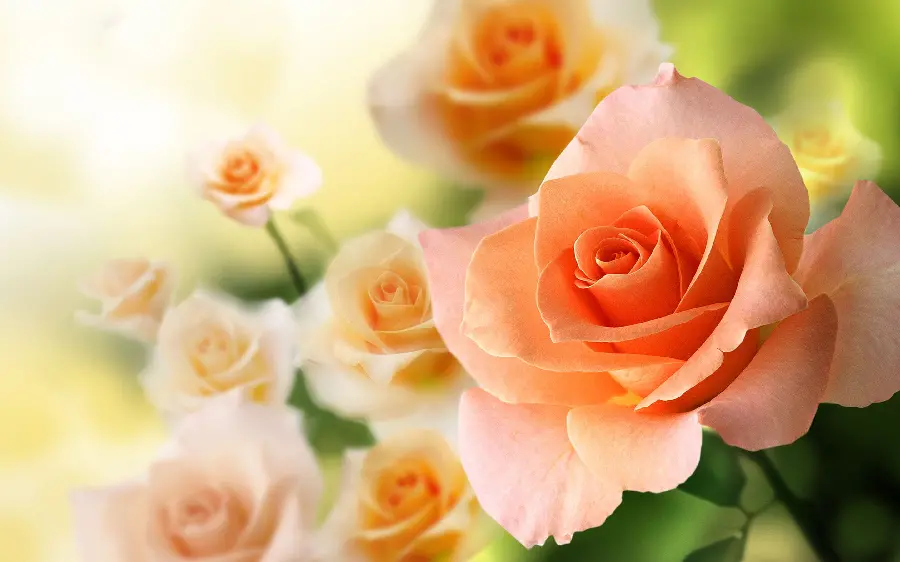 Beautiful peach rose wallpaper for computer