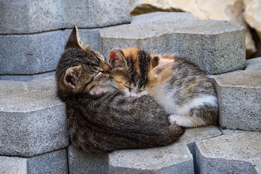 Latest Cute and small cat wallpapers for Windows 11