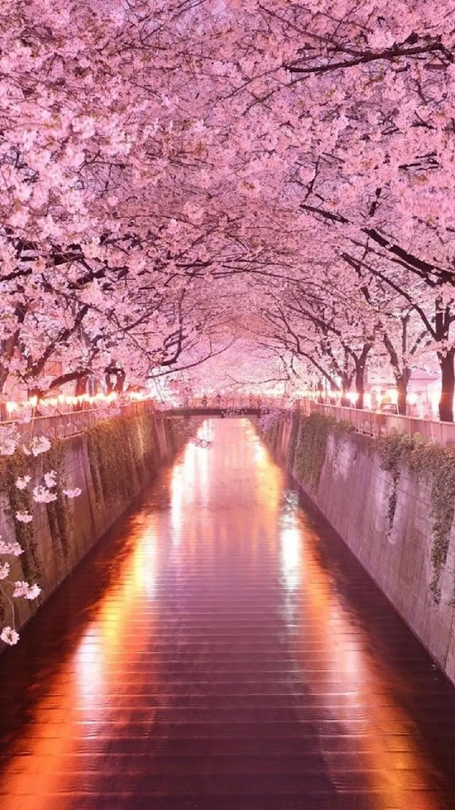 Amazing Pink Blossoms Wallpaper