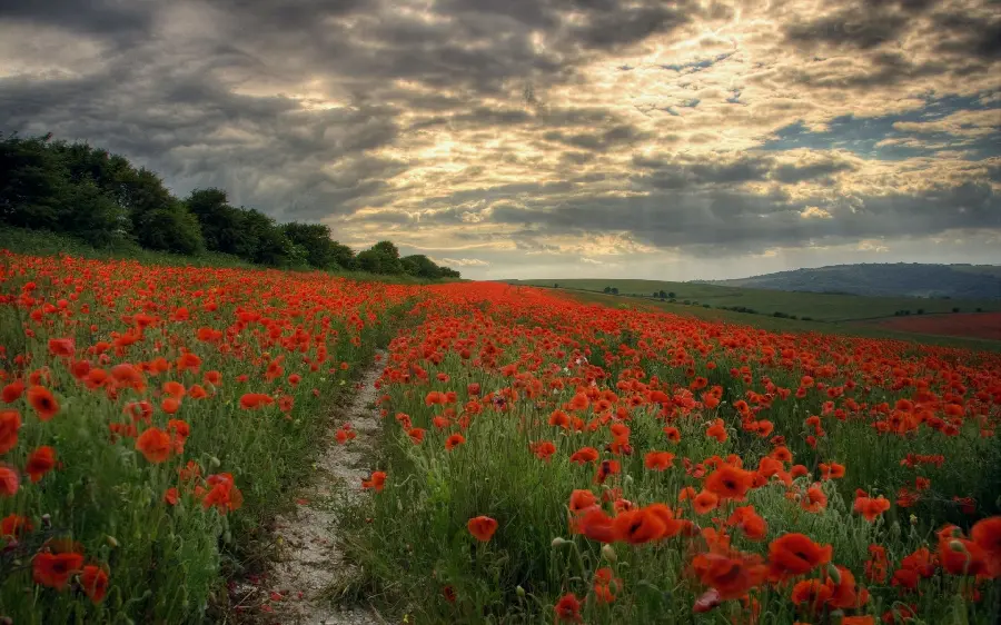 The latest image of a cloudy sky and a vast plain of wild red poppies with a narrow road in between