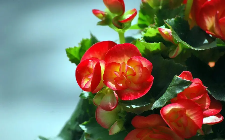 A photo of a red wax begonia flower in HD quality suitable for mobile