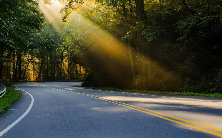 4K landscape of a forest road along the sunlight for printing