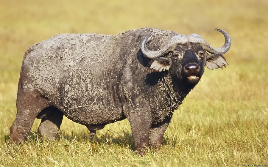 Female horned buffalo of the Sahara