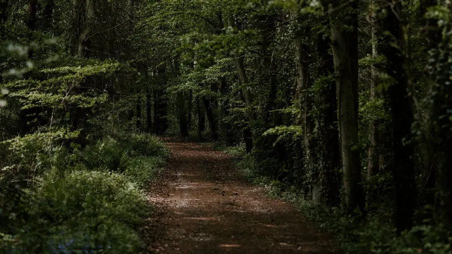 Emotional and romantic wallpaper of green forest road 2022