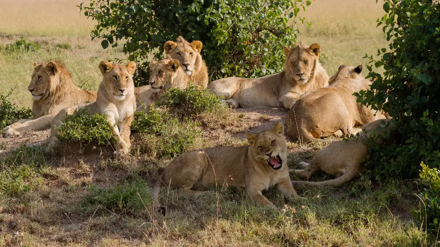 Cool wallpaper of lions Predatory and wild 