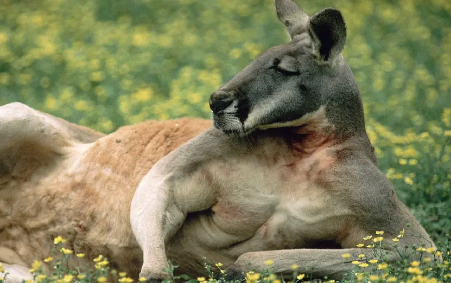 Funny background image of a fit kangaroo resting in wildflowers